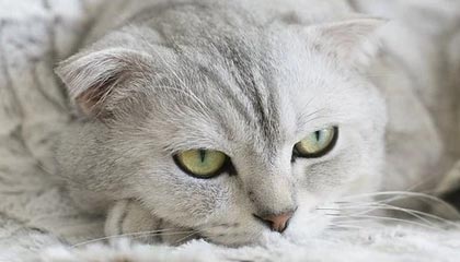 开云官方-德国队展望未来：国际乒联混合团体世界杯新篇章，德国乒乓球团体赛成员