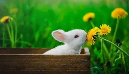 开云官方-德国队展望未来：国际乒联混合团体世界杯新篇章，德国乒乓球团体赛成员